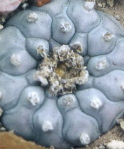 Lophophora williamsii Coahuila variey Parras Tanque Menchaca
