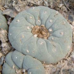 Alternative view of Fricii variety Coahuila Sierra Zavaleta