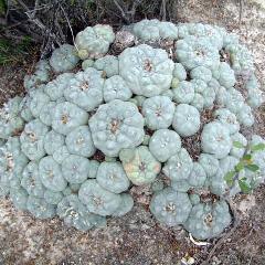 Lophophora williamsii variety Huizache El Huizache