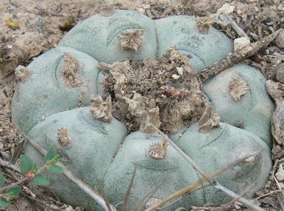 Lophophora Williamsii variety El Tecolote - Image 2