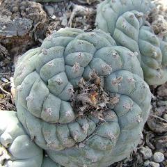 L.W variety El Huizache Entronque
