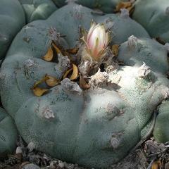 Alternative view of L.W variety El Huizache Entronque