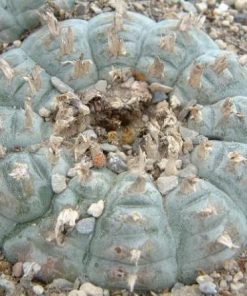 Alternative view of Lophophora Williamsii variety Menchaca