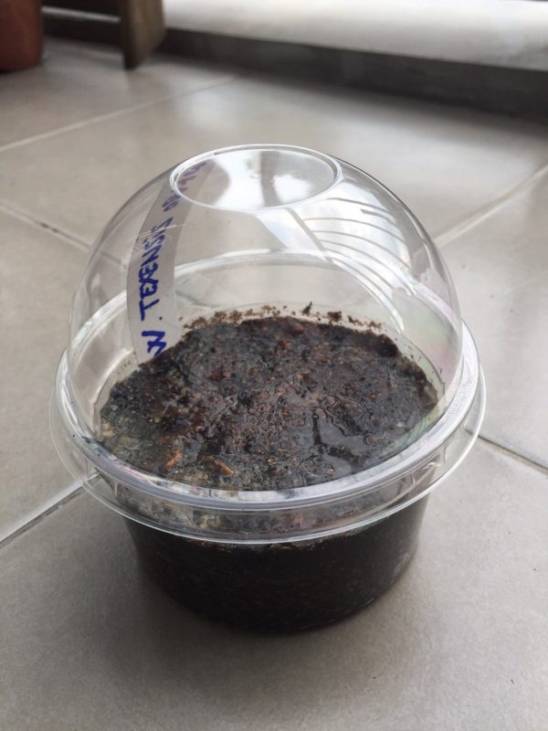 Germination Kit #3 (Without seeds) - Image 4