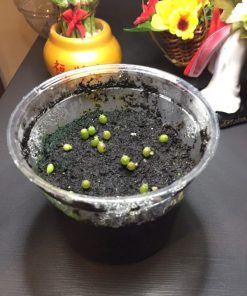 Alternative view of Germination Kit #1