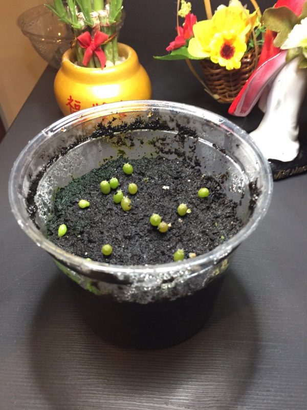 Germination Kit #1 - Image 2