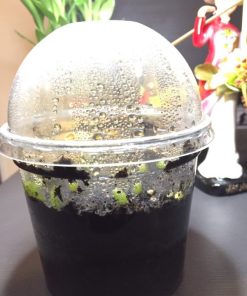 Alternative view of Germination Kit #3 (Without seeds)
