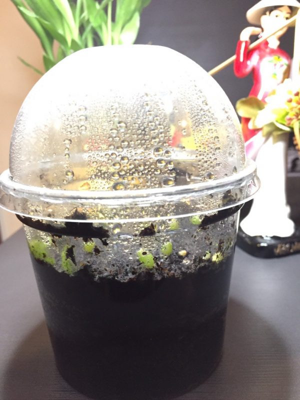 Germination Kit #3 (Without seeds) - Image 2
