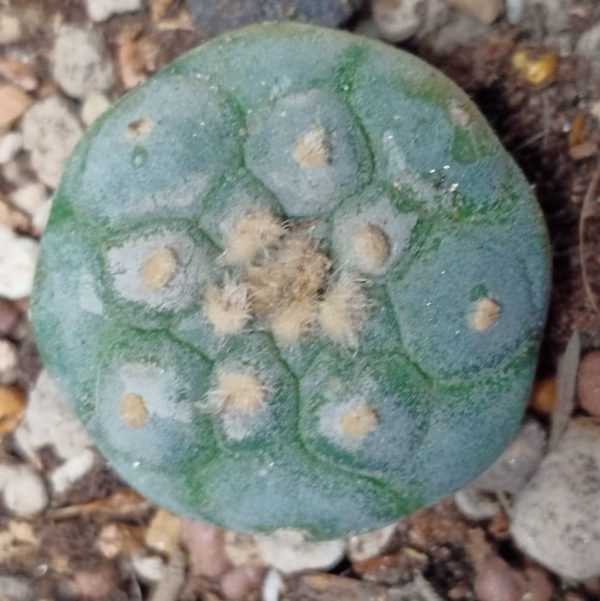 L.W variety Decipiens 2.5 to 3 cm diameter