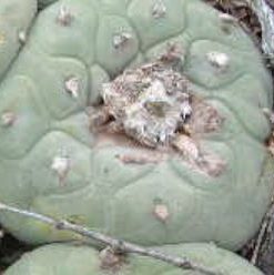 Alternative view of Lophophora Diffusa MMR 93 Mexicó : Queretaro variety Vizarron