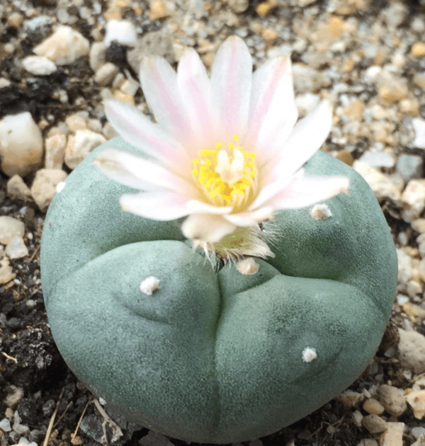 L.W cactus plant 4cm diameter - Image 4