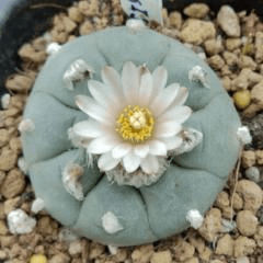 L.W variety Texensis 5 cm diameter