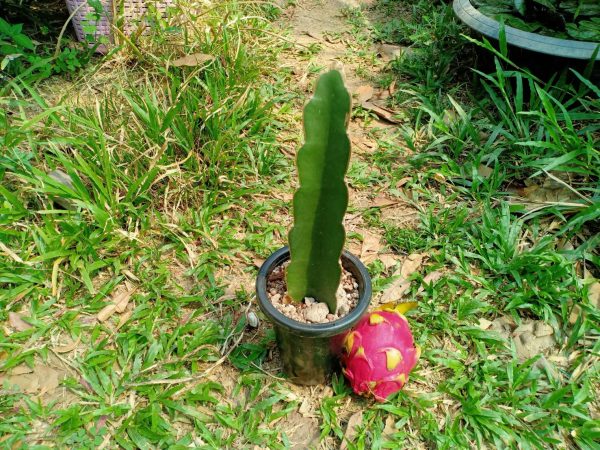 Hylocereus “Dragon Fruit” Cutting 10 to 15 cm high
