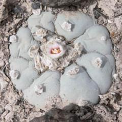 L.W variety Coahuila El Oso