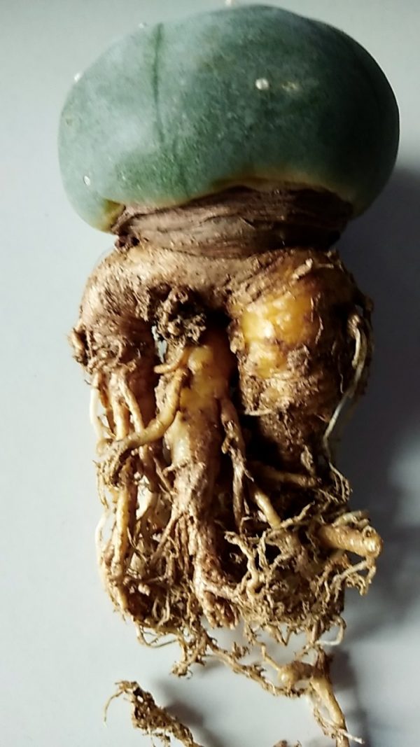 L.W cactus plant 5 to 5.5 cm diameter - Image 3