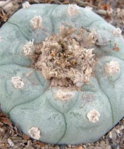 Alternative view of Lophophora Williamsii variety Real de Catorce