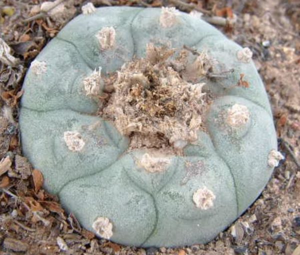Lophophora Williamsii variety Real de Catorce - Image 2