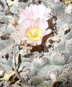 Lophophora Williamsii variety Real de Catorce