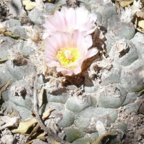 Lophophora Williamsii variety Real de Catorce