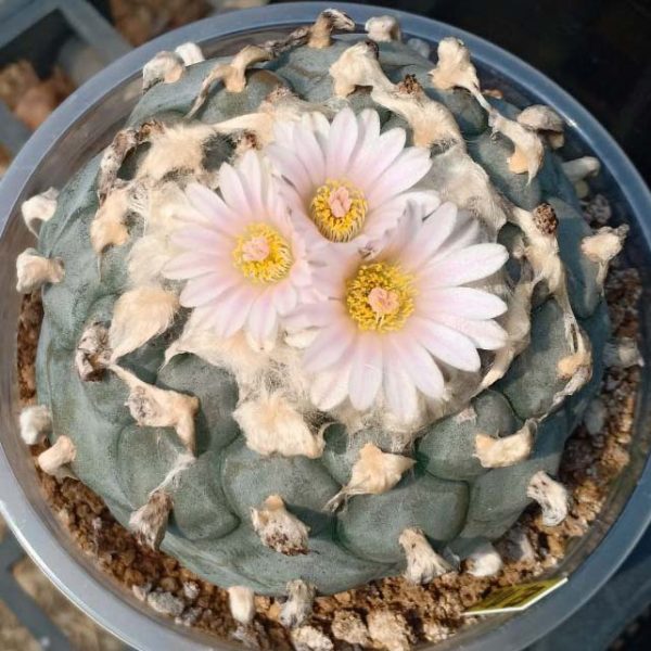 L.W variety El Milagro de guadalupe san luis potosi