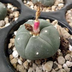 LW var. texensis 2.5cm diameter