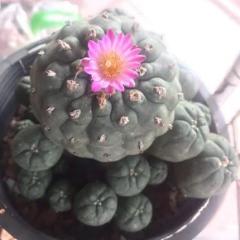 Lophophora Williamsii Jourdaniana