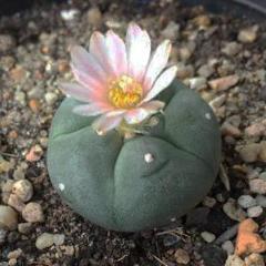 Alternative view of LW var. texensis 2.5cm diameter