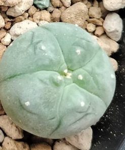 L.W variety El Carmen Nuevo Leon Cactus 2.5 to 3cm diameter