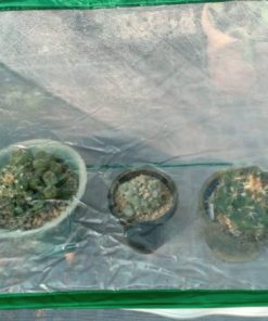 Alternative view of Mini Tent Greenhouse For Peyotes