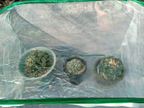 Mini Tent Greenhouse For Peyotes - Image 2
