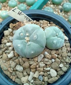 Alternative view of LW var. Texensis Double Headed 7cm pot size