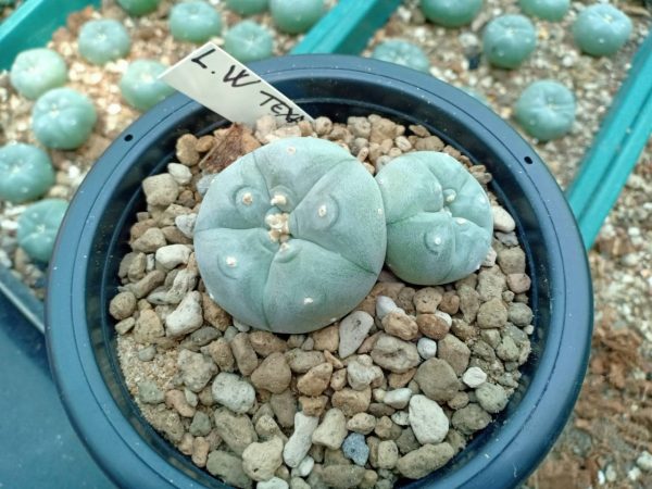 LW var. Texensis Double Headed 7cm pot size - Image 2