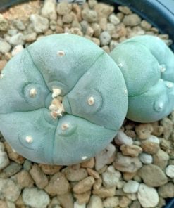 LW var. Texensis Double Headed 7cm pot size