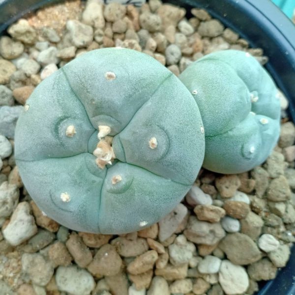 LW var. Texensis Double Headed 7cm pot size