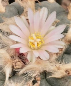 Alternative view of Lophophora williamsii variety La Cardona Zacatecas