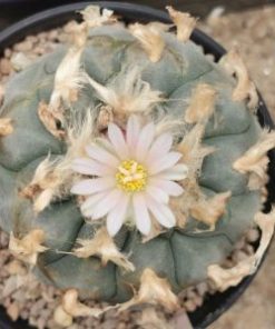 Lophophora williamsii variety La Cardona Zacatecas