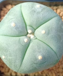 Lophophora Williamsii variety Ogata 2.5 to 3cm cactus plant