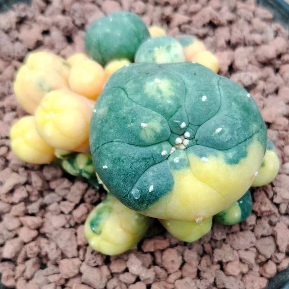 L.W Caespitosa Variegated 10cm - Image 3