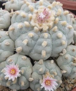L.W variety La Paloma