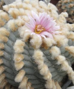 L.W Coahuila variety Sierra Santa Rosa melchor Múzquiz