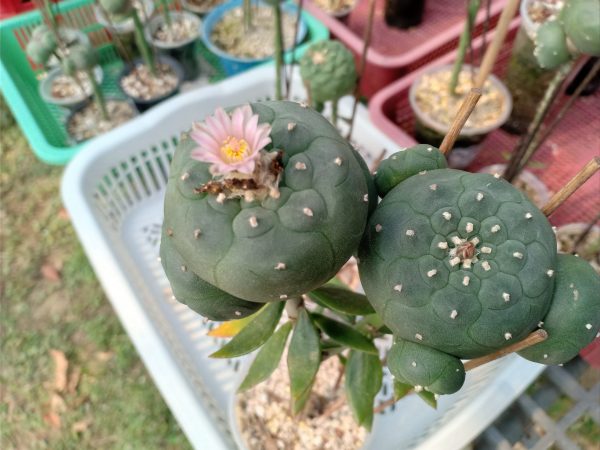lophophora williamsii variety Jim Hogg county - Image 3