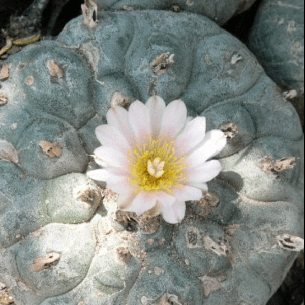 lophophora williamsii variety Jim Hogg county - Image 2