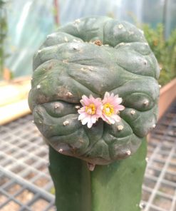 Alternative view of L.W Cristata